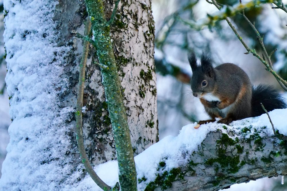 Eichhörnchen..