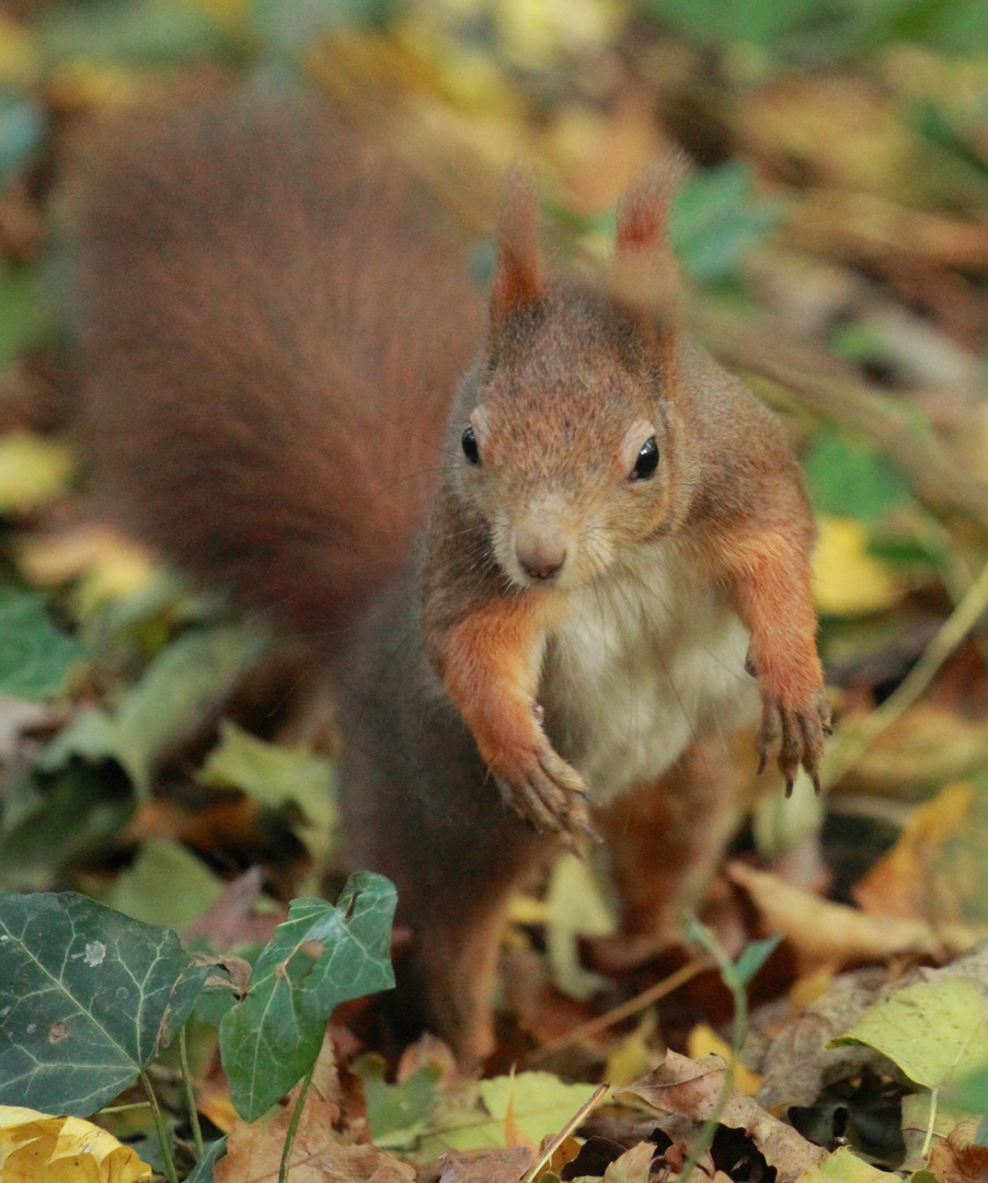 Eichhörnchen