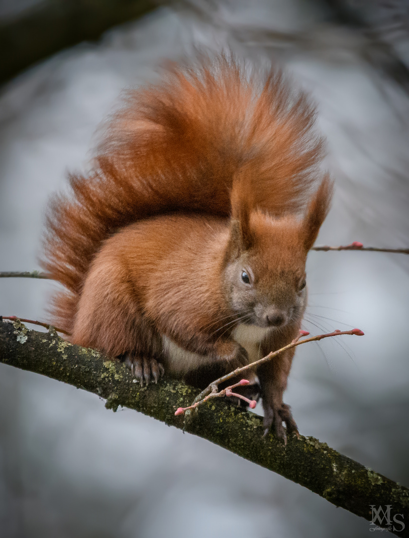 Eichhörnchen 