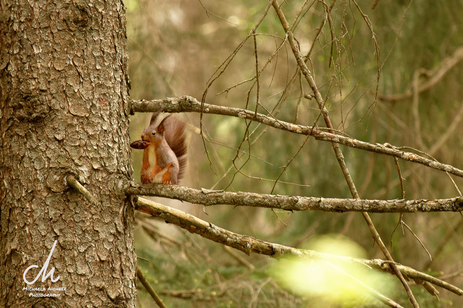 Eichhörnchen