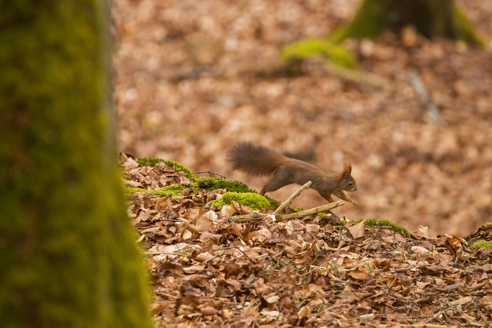 Eichhörnchen 