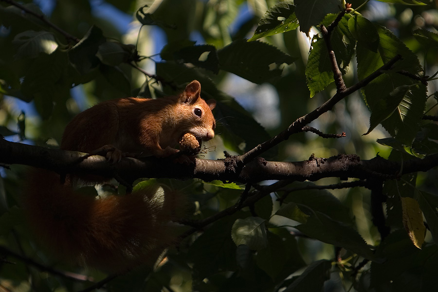 Eichhörnchen