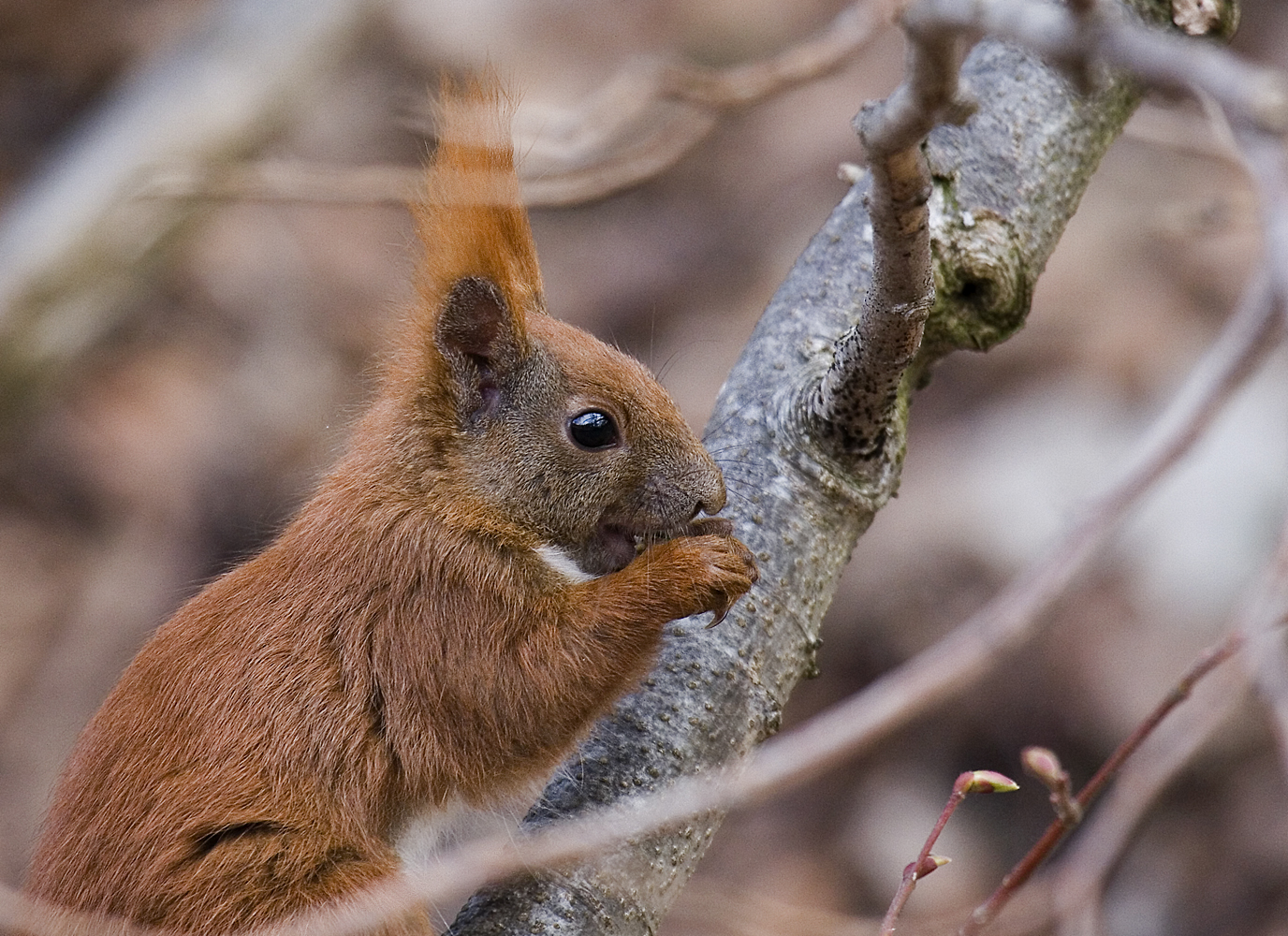 Eichhörnchen