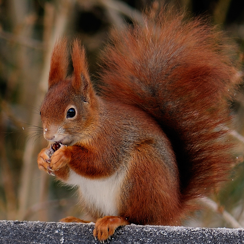 Eichhörnchen Foto &amp; Bild tiere, wildlife, natur Bilder auf