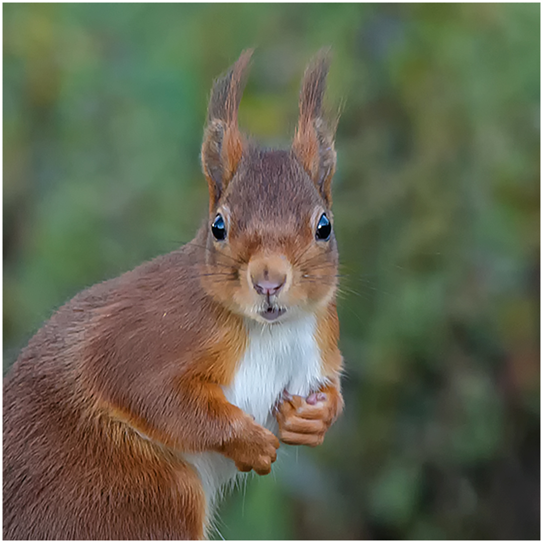 Eichhörnchen