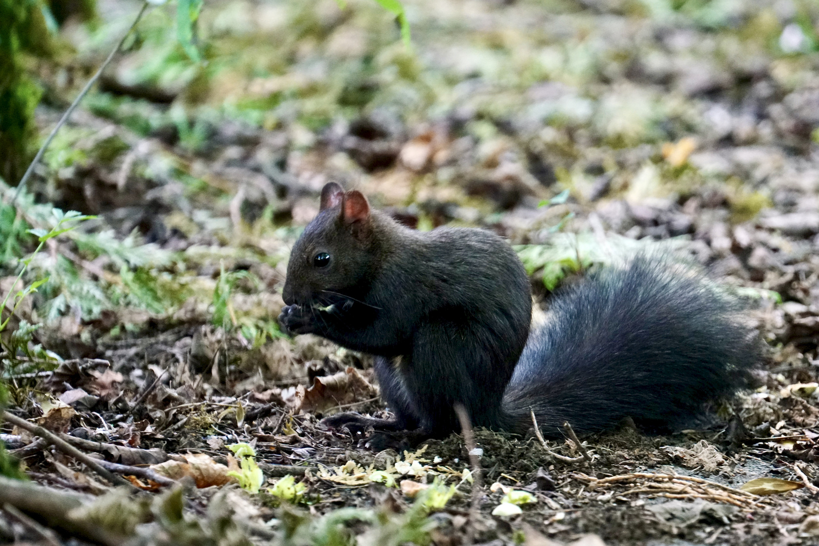 Eichhörnchen