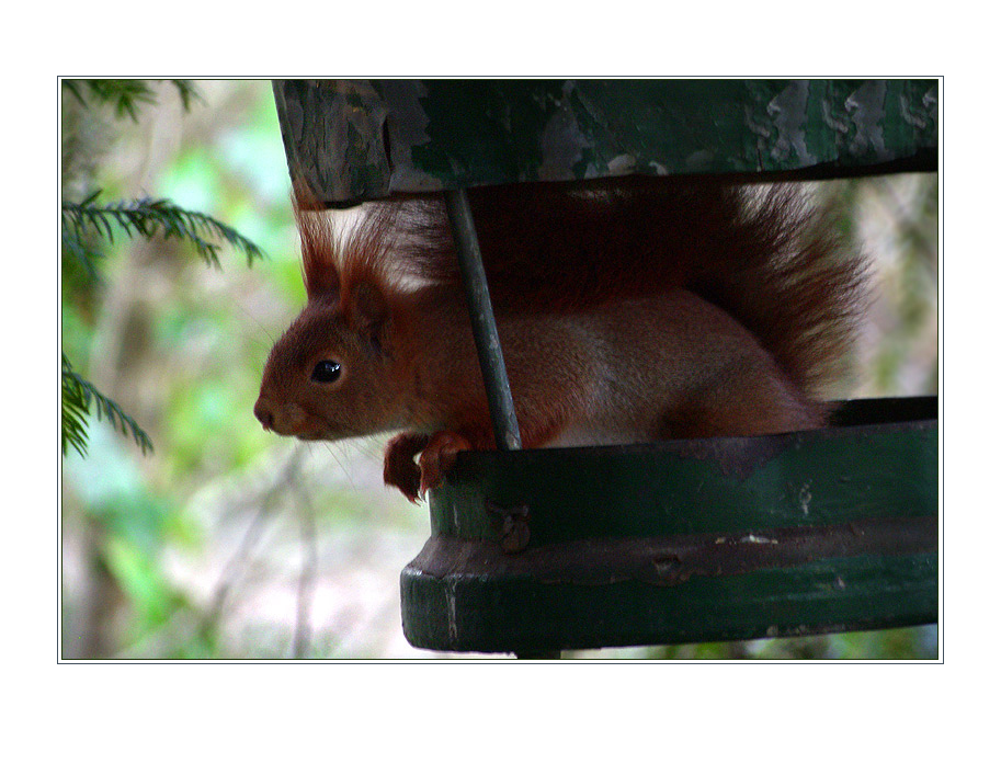 Eichhörnchen