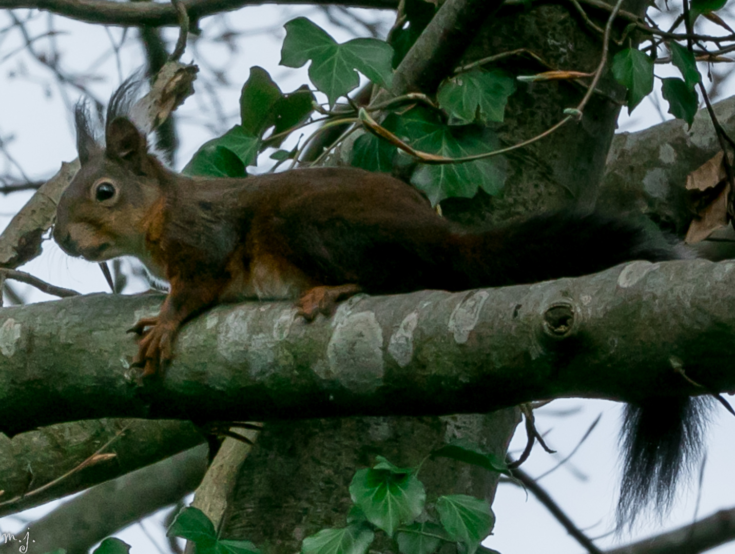 Eichhörnchen