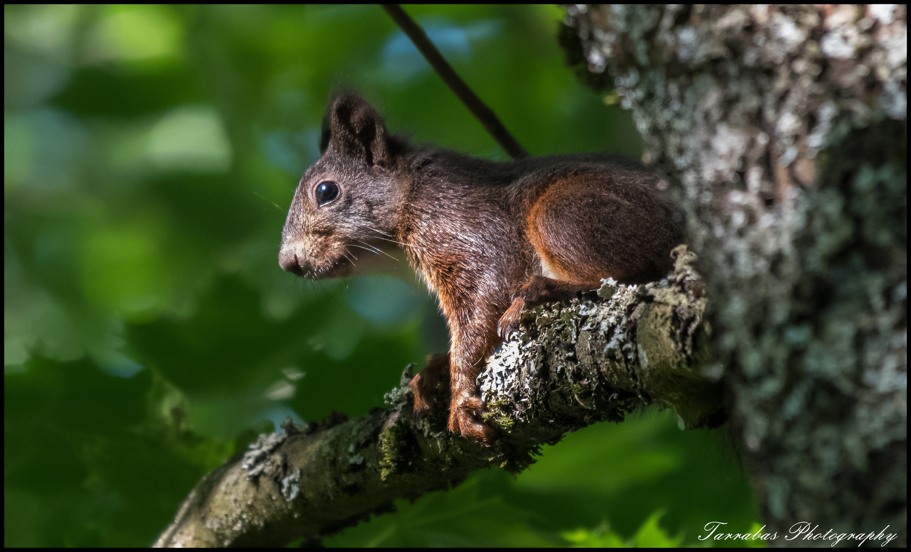 Eichhörnchen