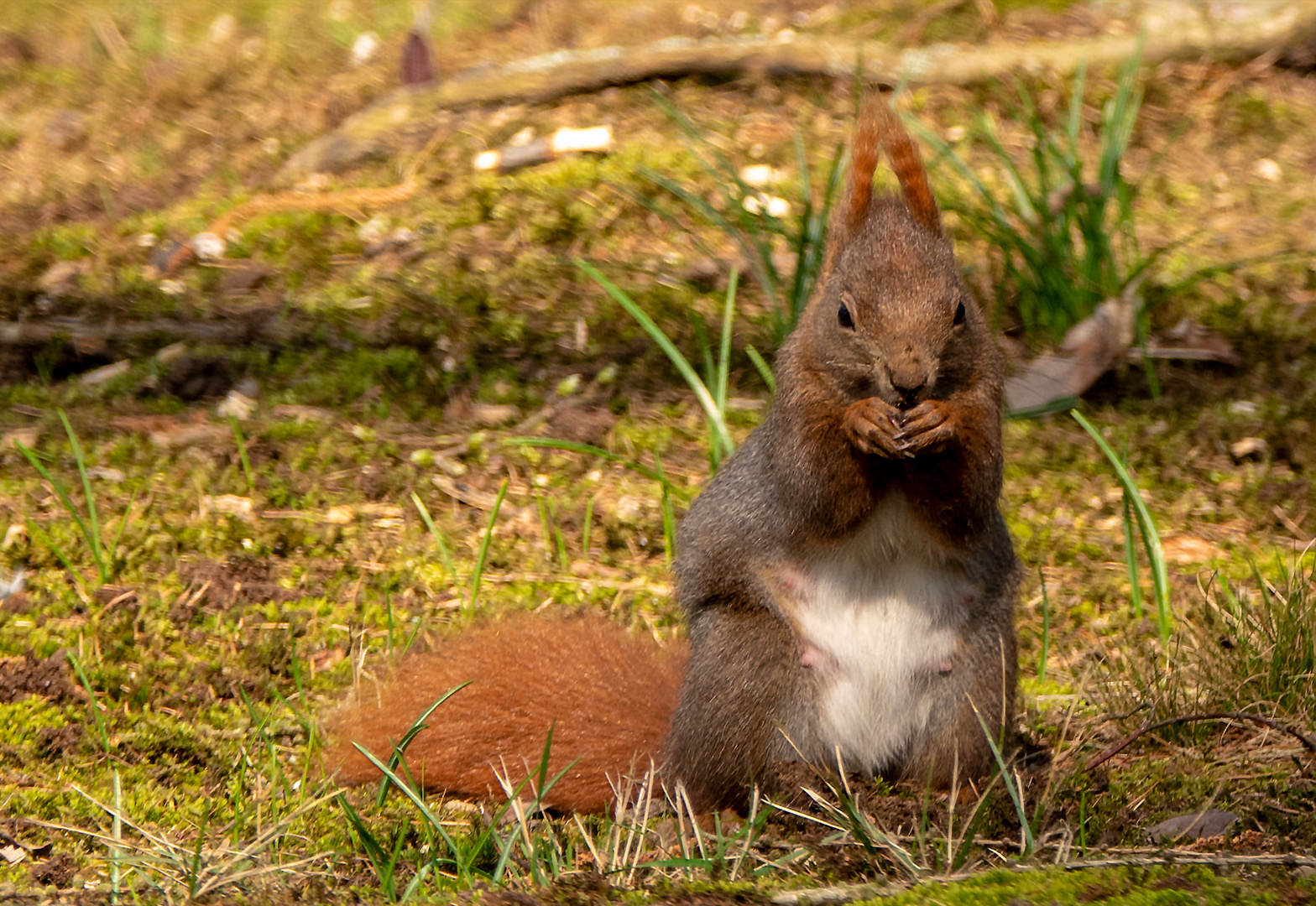 Eichhörnchen