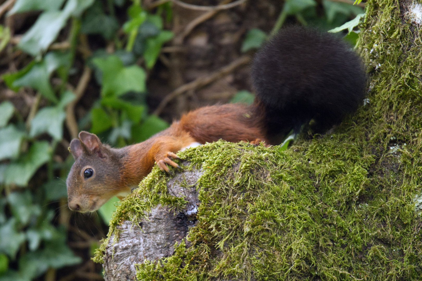 Eichhörnchen