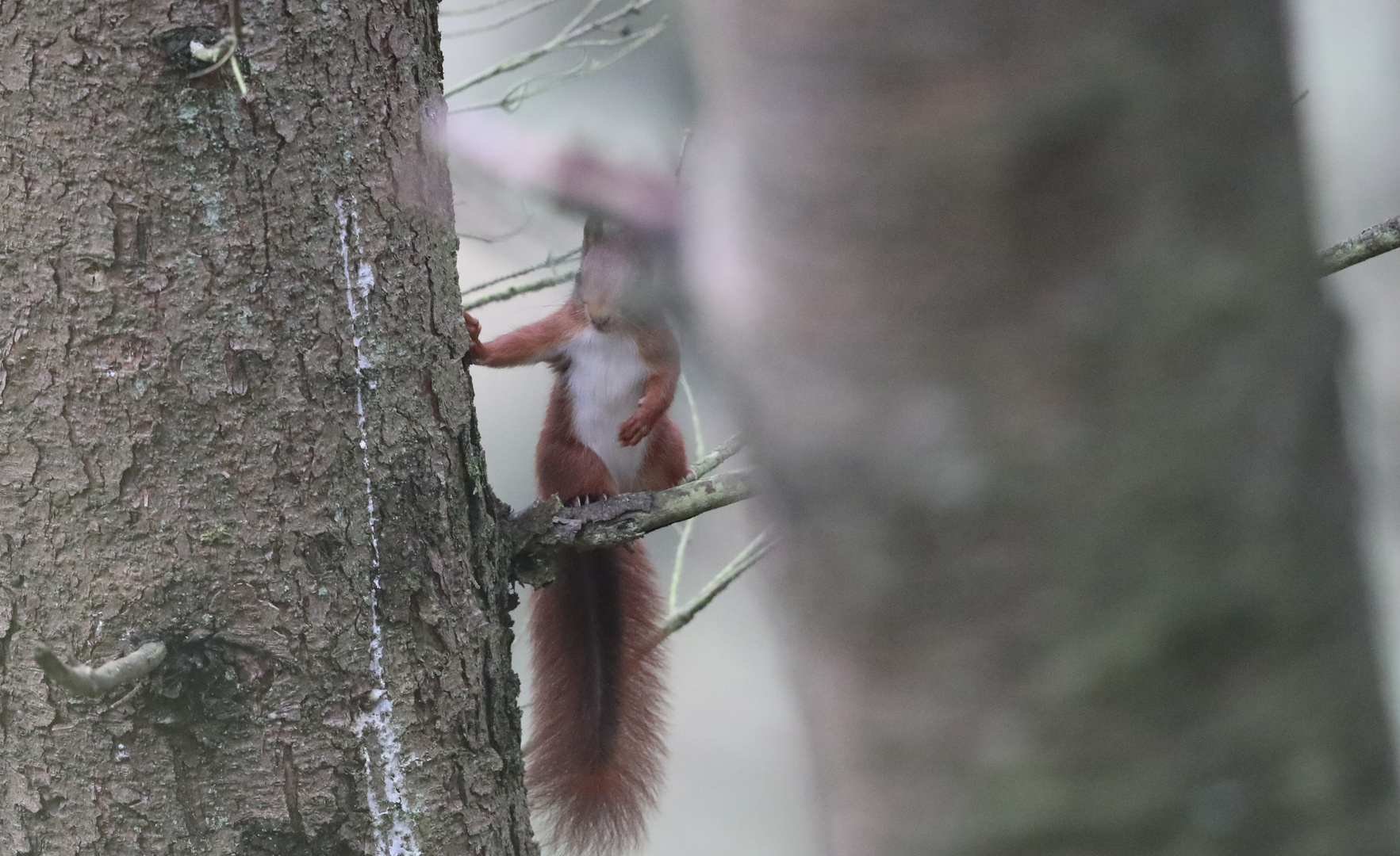 Eichhörnchen