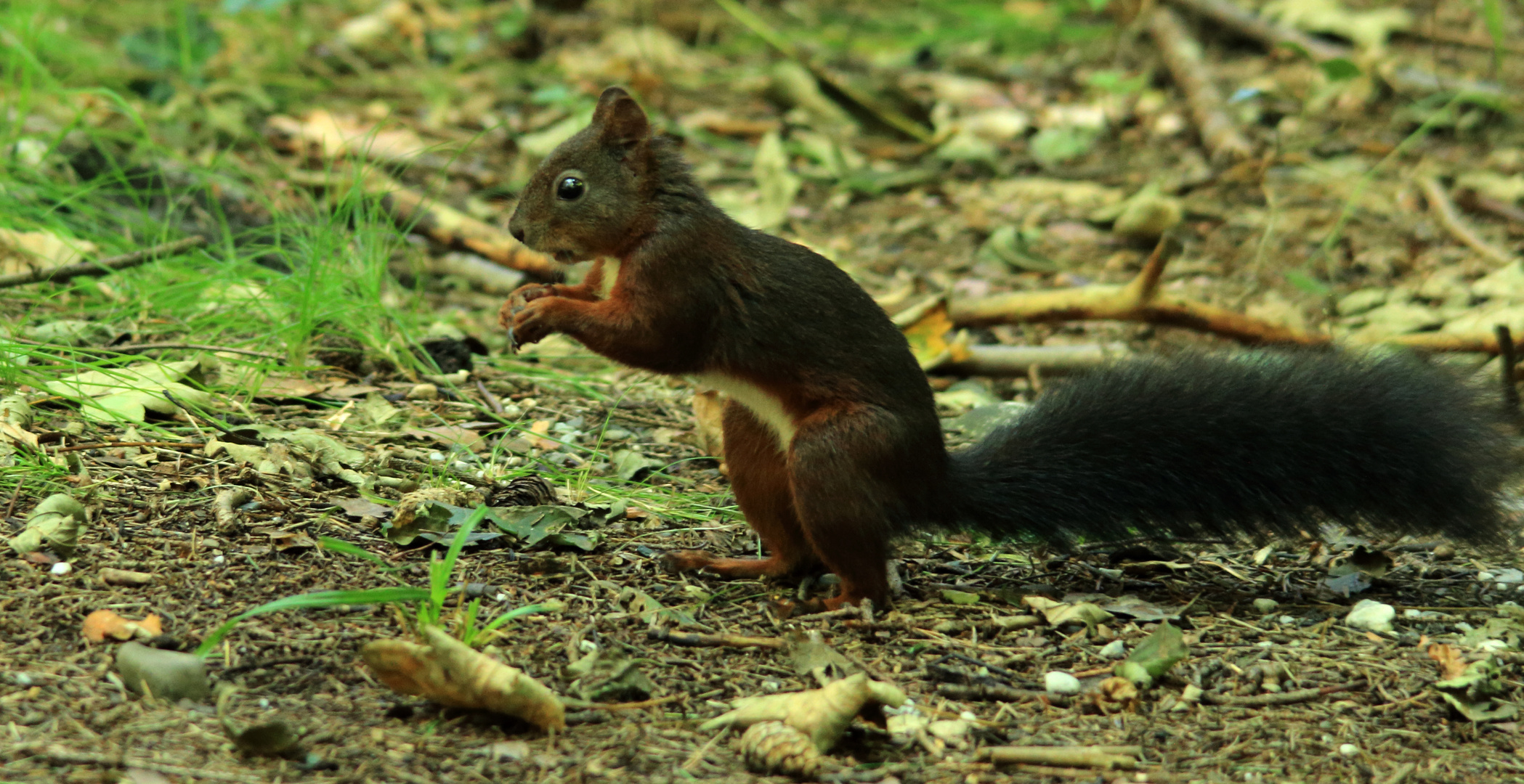 Eichhörnchen