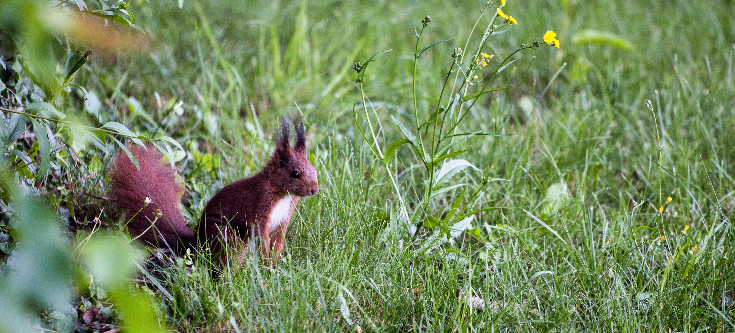 Eichhörnchen