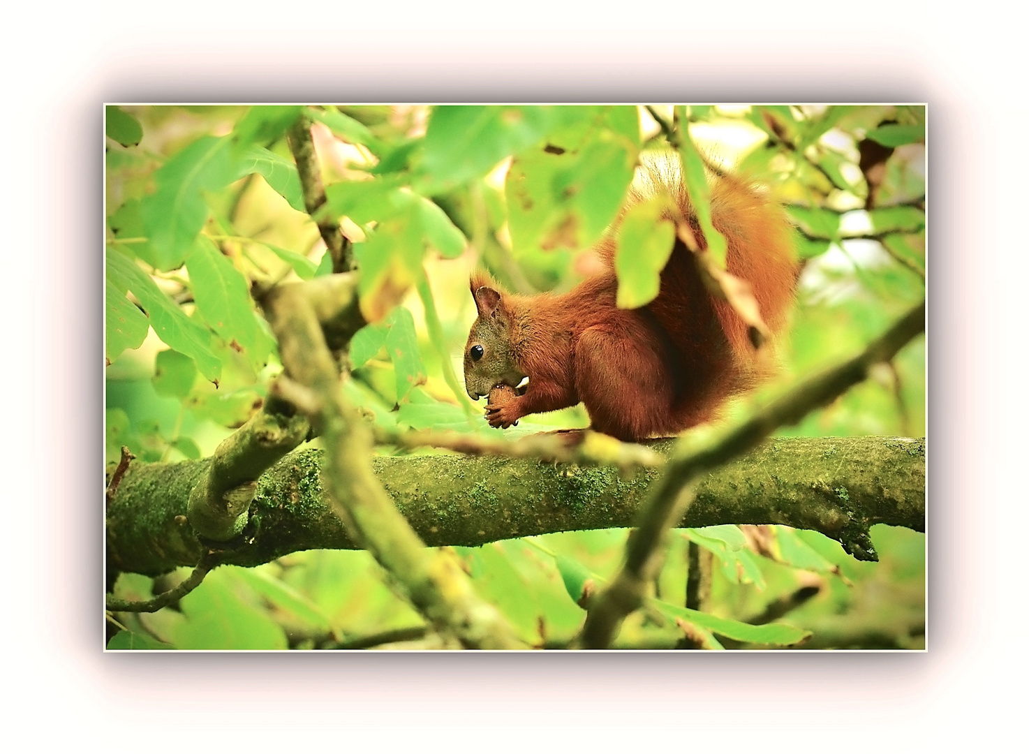 Eichhörnchen 