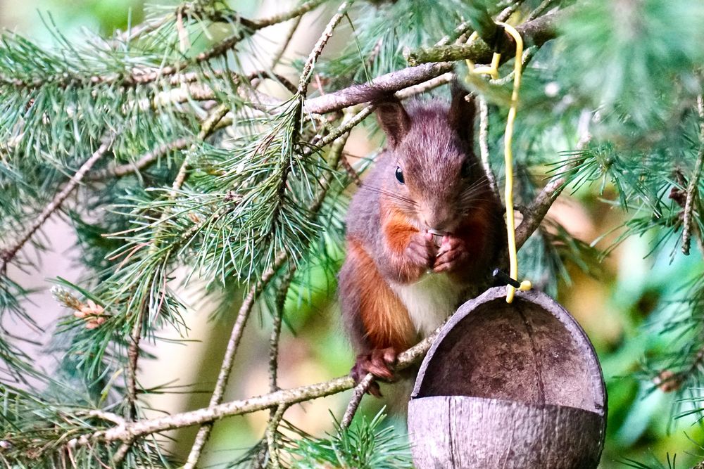 Eichhörnchen..