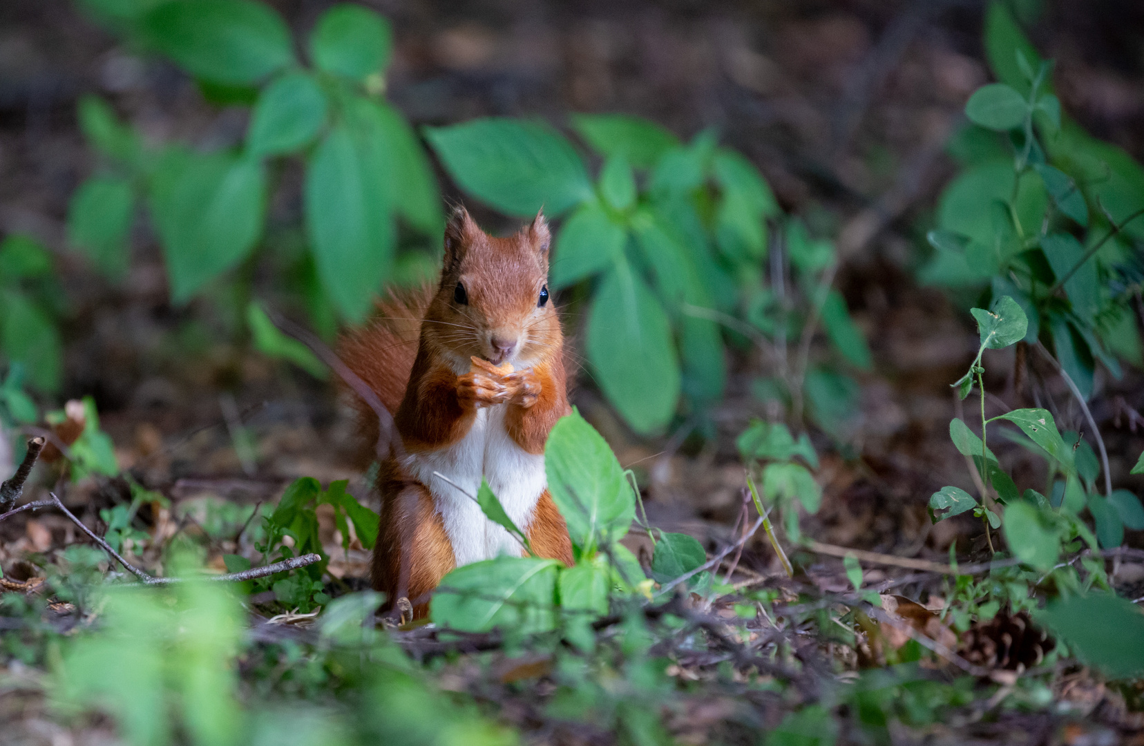 Eichhörnchen