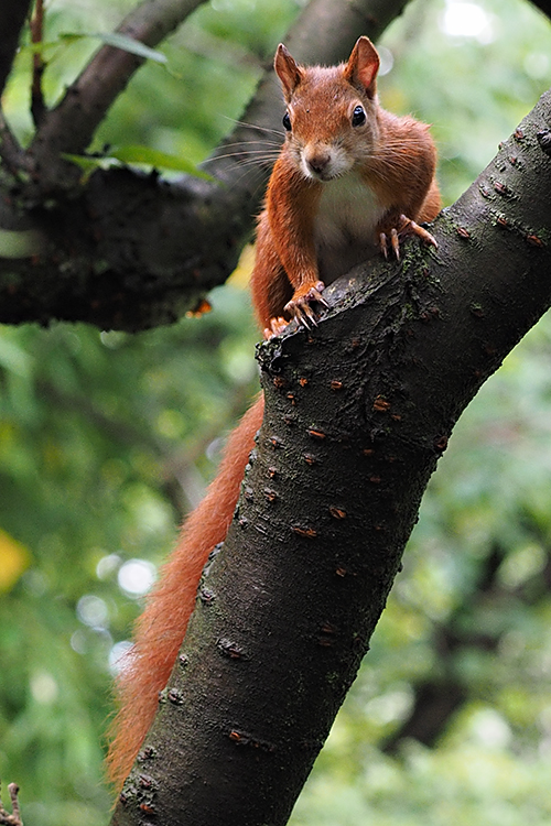 Eichhörnchen