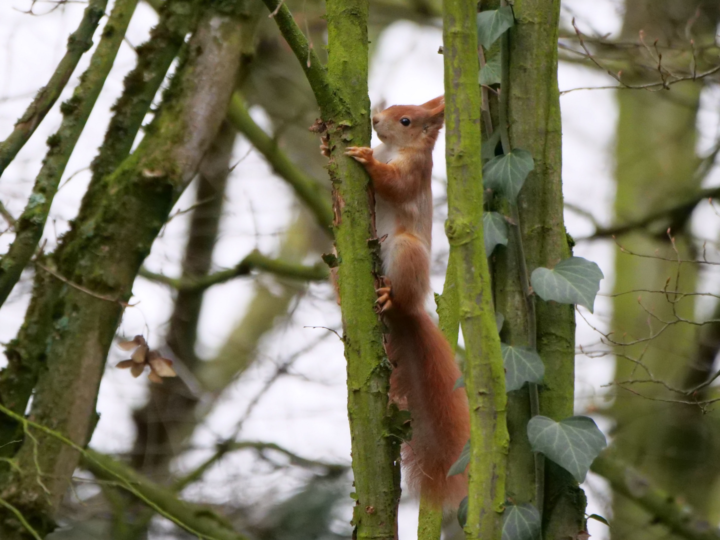 Eichhörnchen 