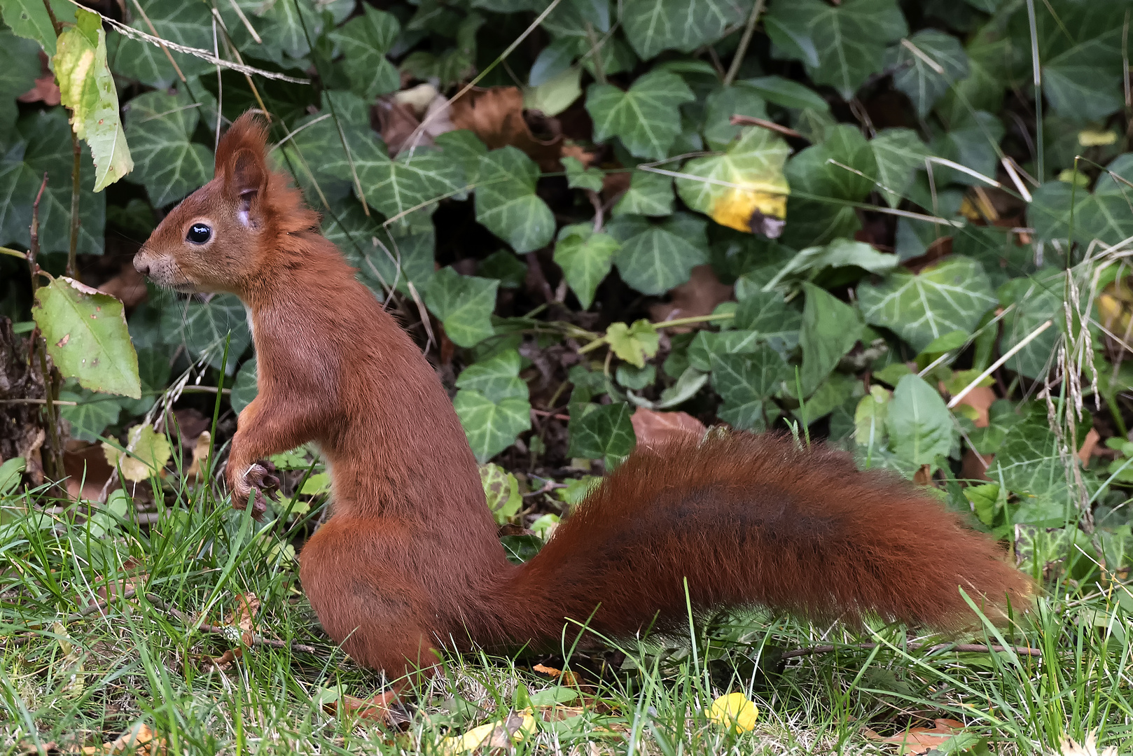 Eichhörnchen