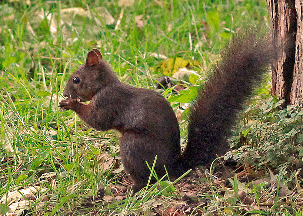 Eichhörnchen