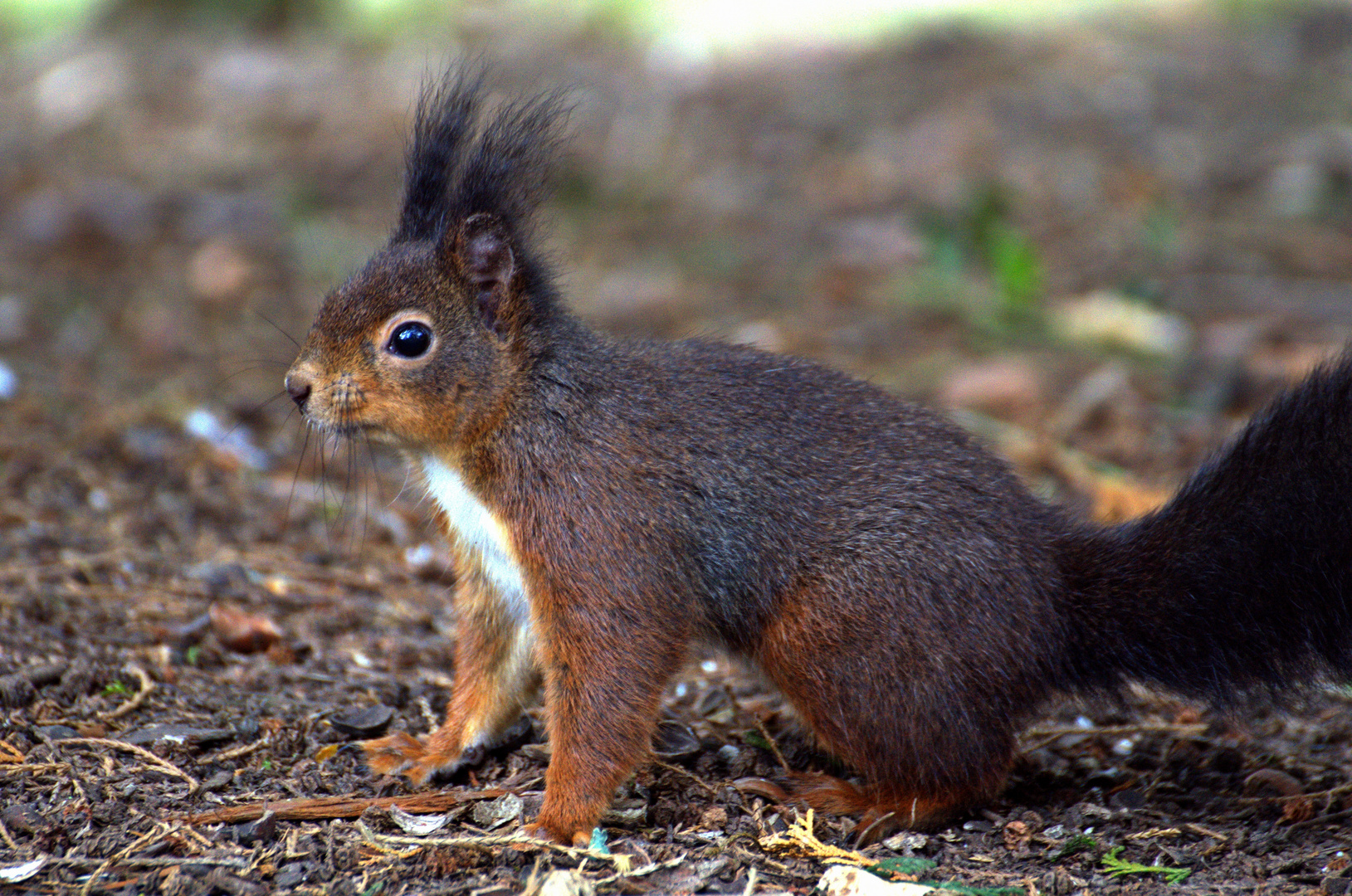 Eichhörnchen