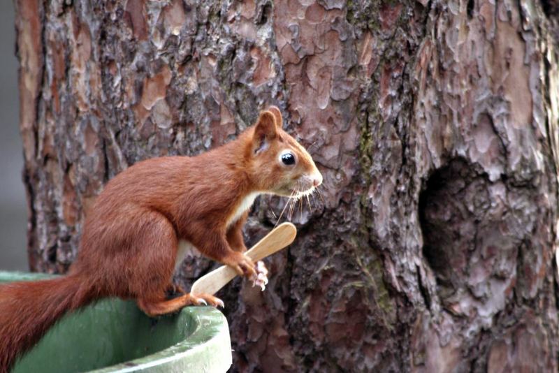 Eichhörnchen