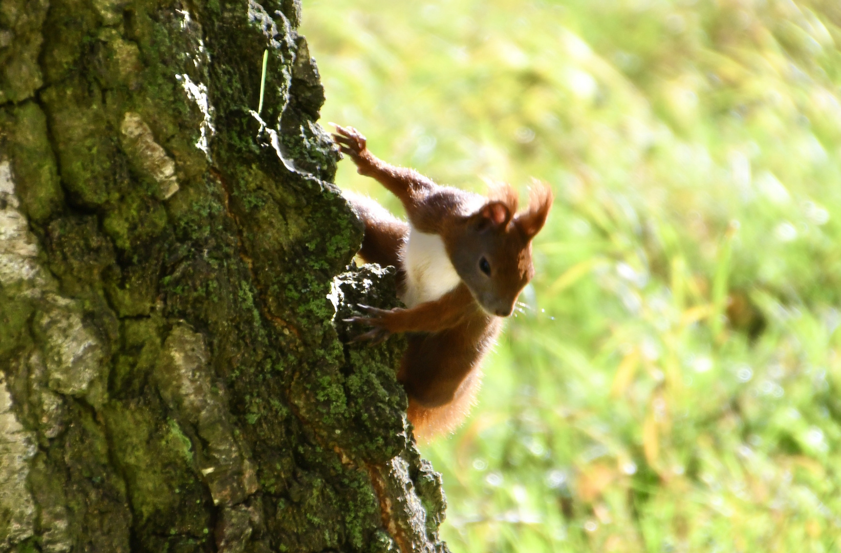 Eichhörnchen