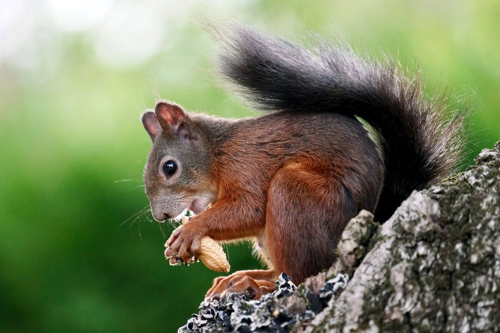Eichhörnchen Foto & Bild | tiere, wildlife, säugetiere Bilder auf