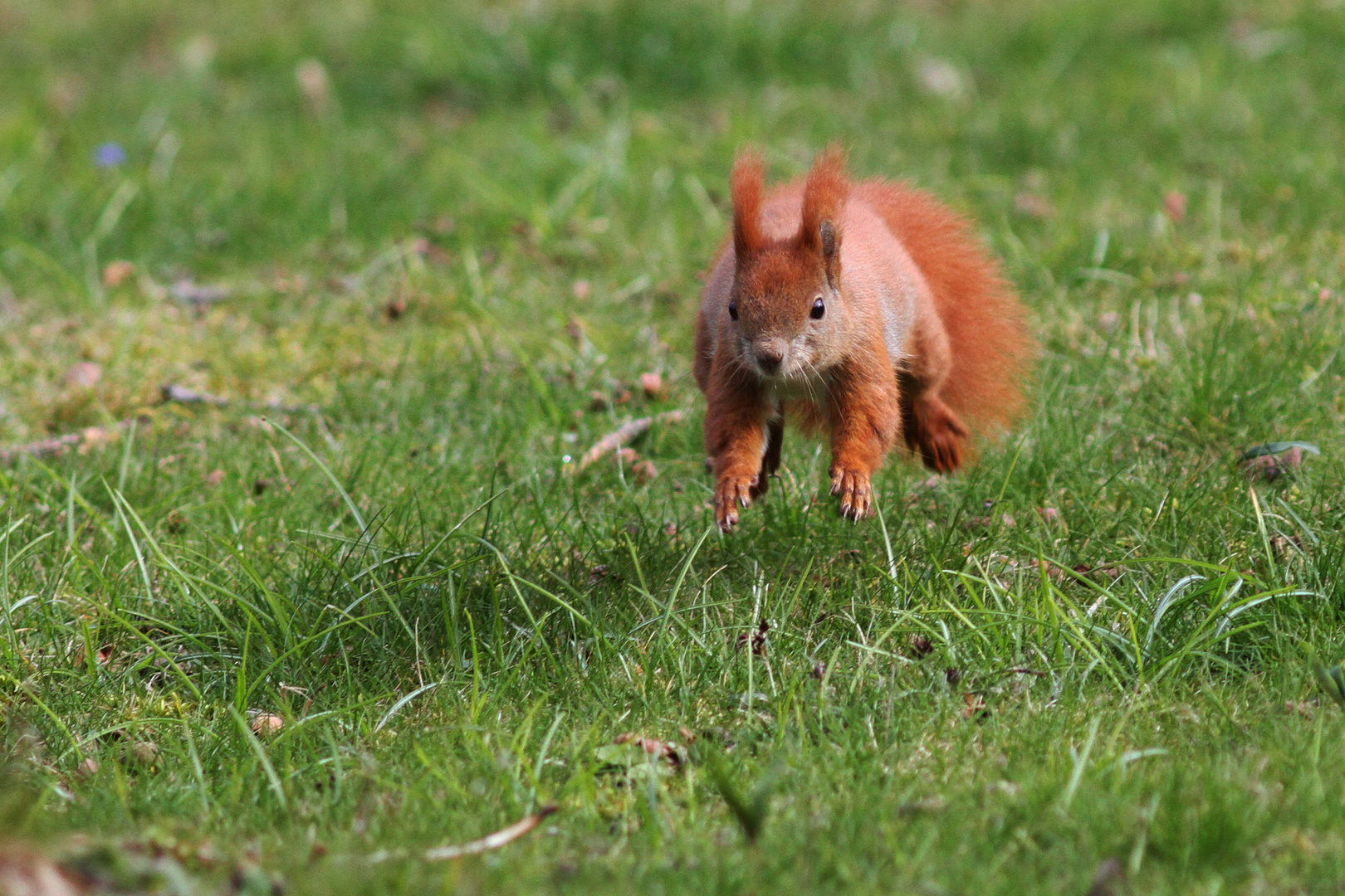 Eichhörnchen