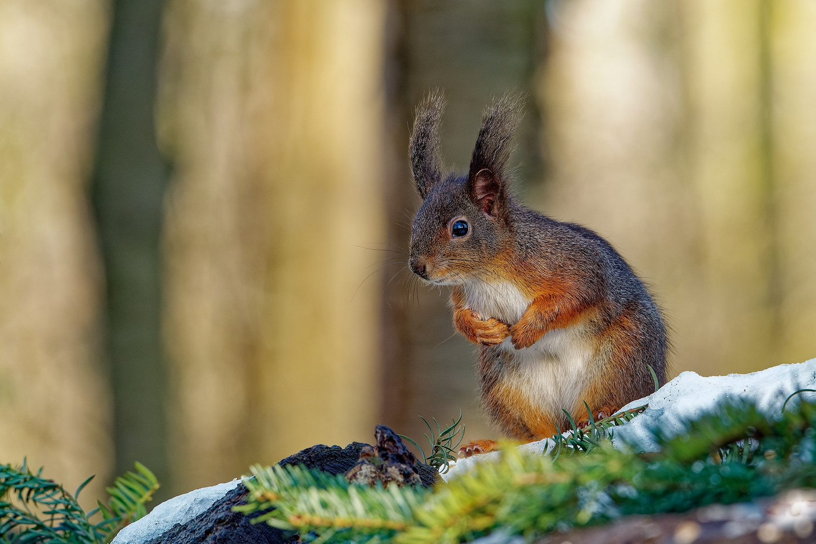 Eichhörnchen