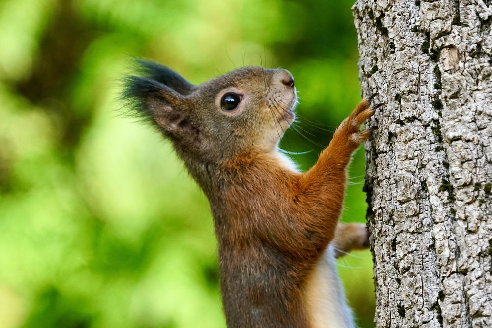 Eichhörnchen