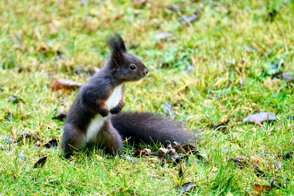 Eichhörnchen