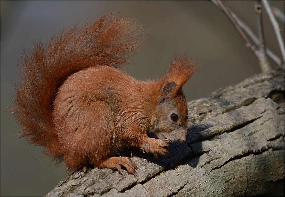 Eichhörnchen