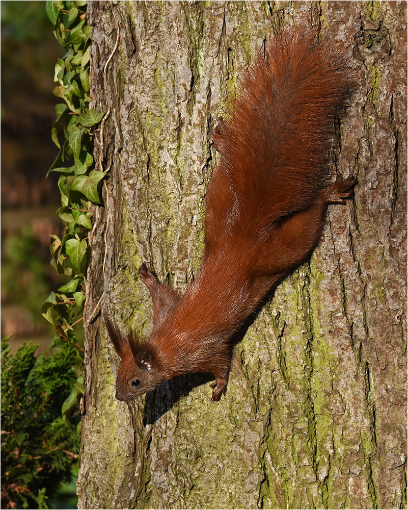 Eichhörnchen