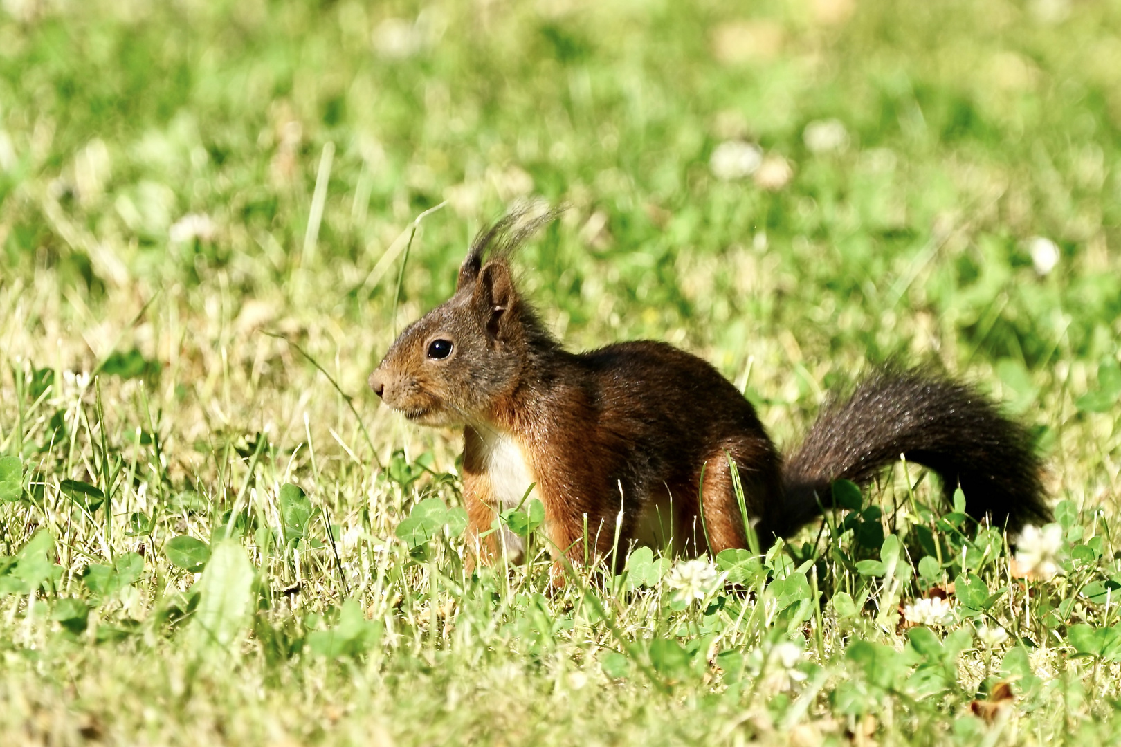 Eichhörnchen