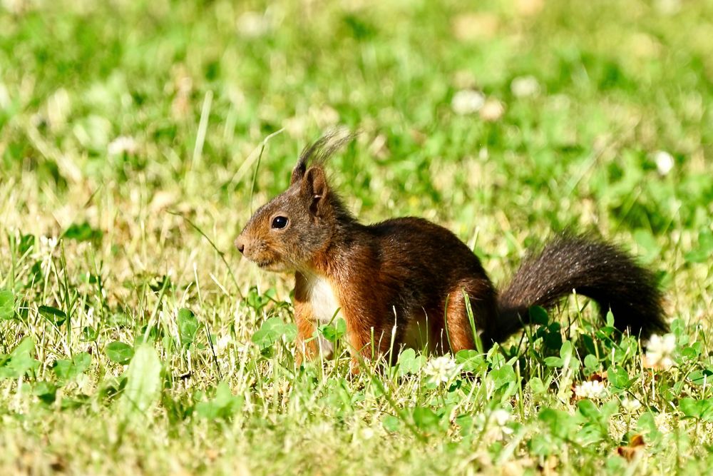 Eichhörnchen