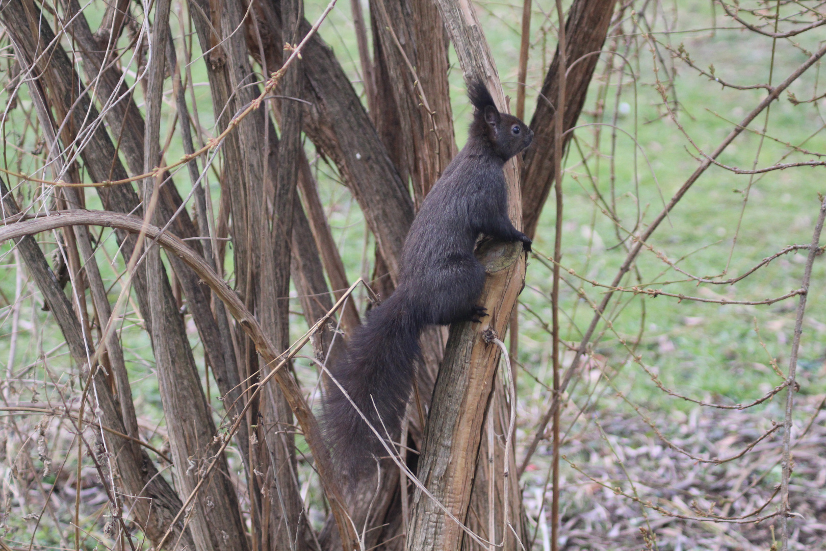 Eichhörnchen