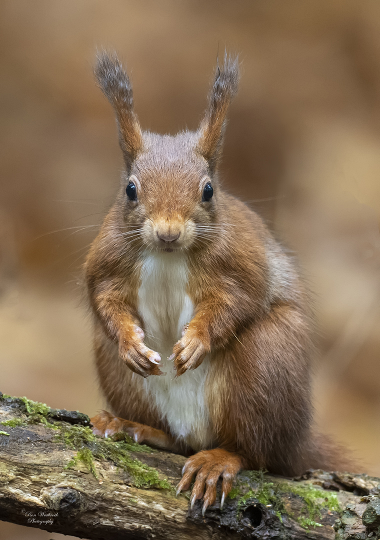 Eichhörnchen