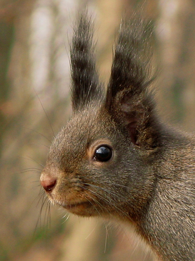 Eichhörnchen (6) ...