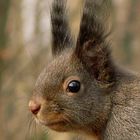 Eichhörnchen (6) ...