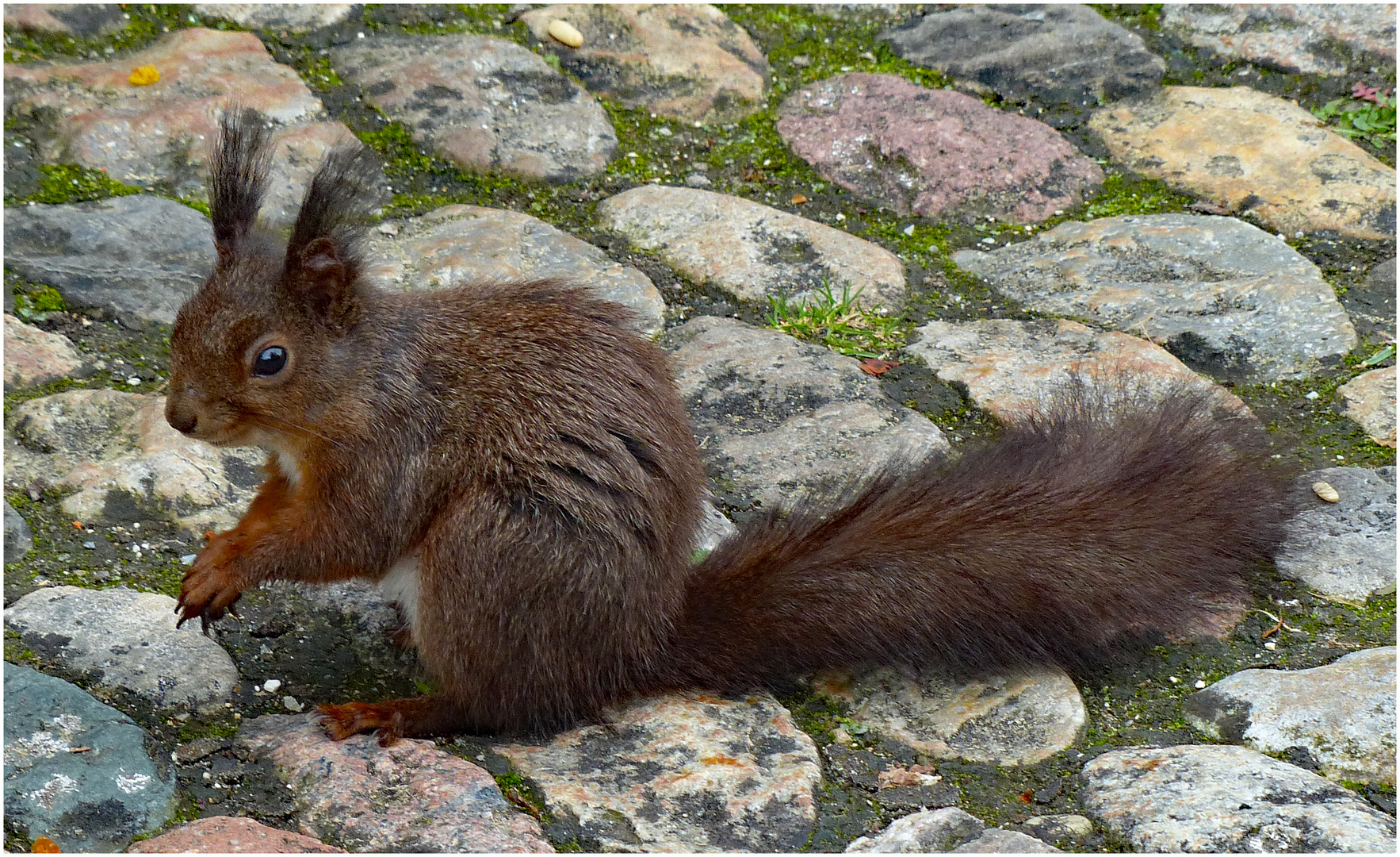 Eichhörnchen