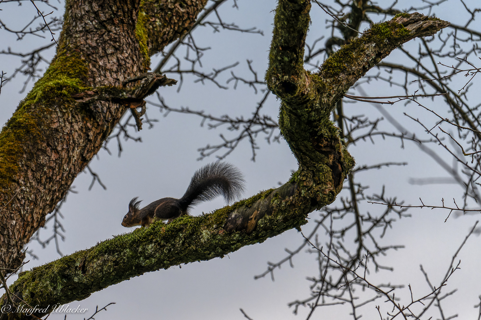 Eichhörnchen ...