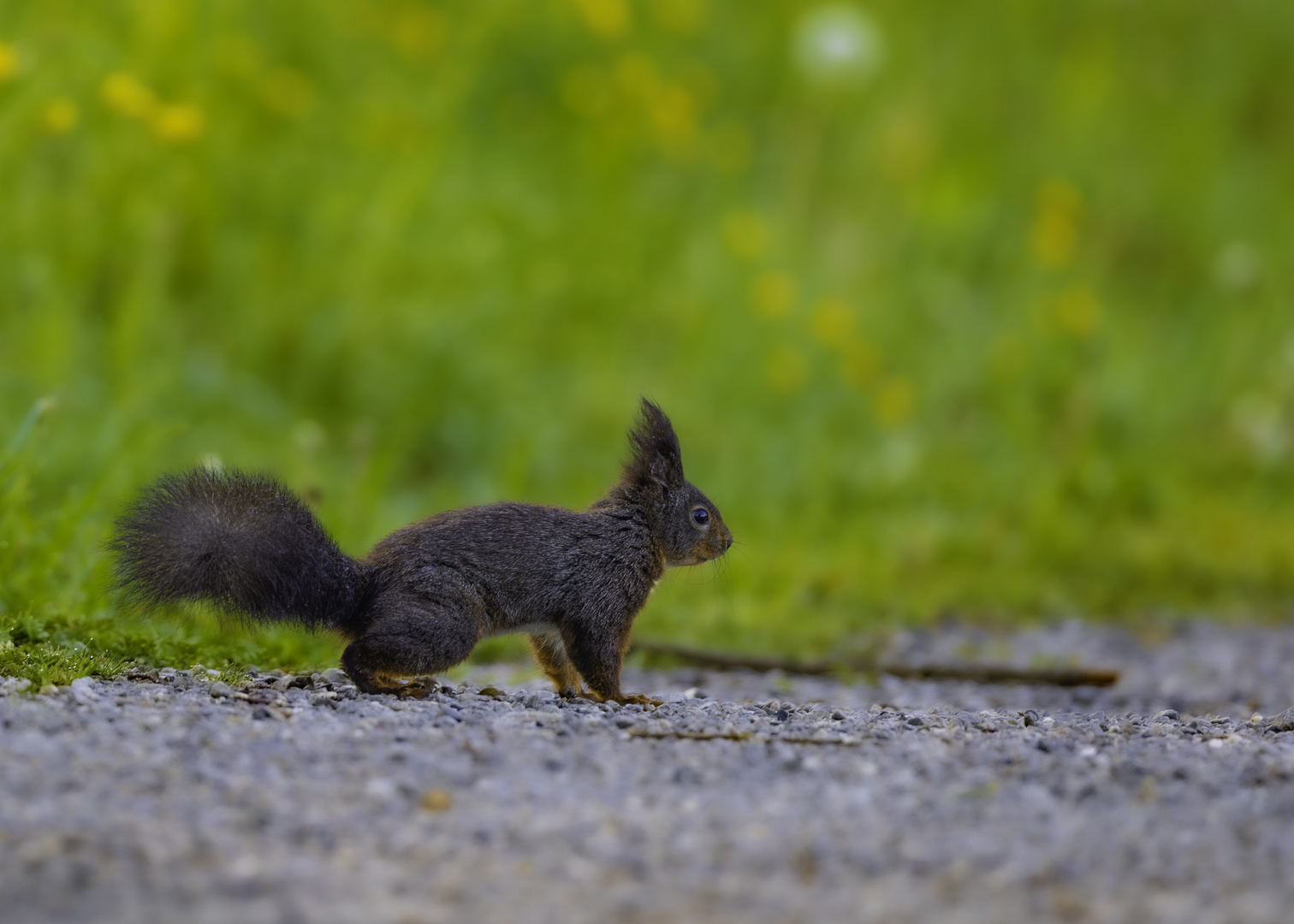 Eichhörnchen