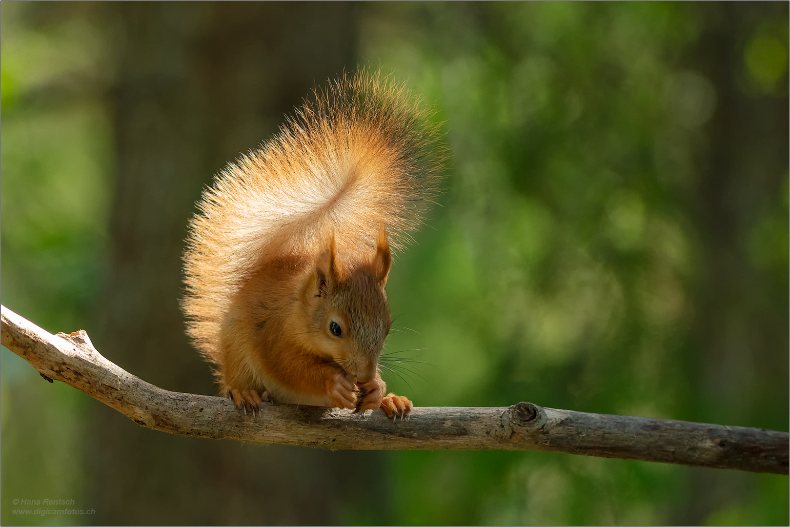 Eichhörnchen