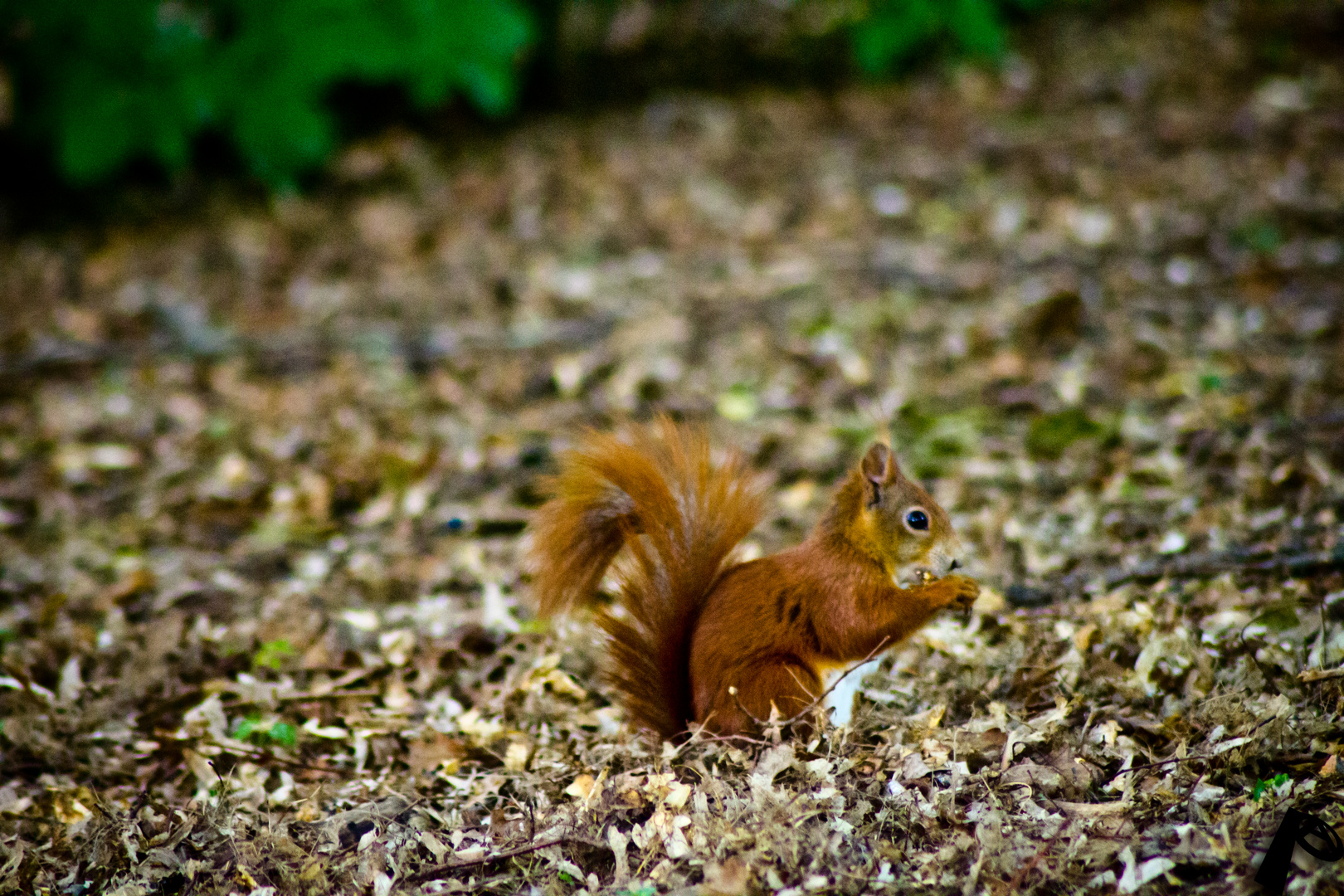 Eichhörnchen