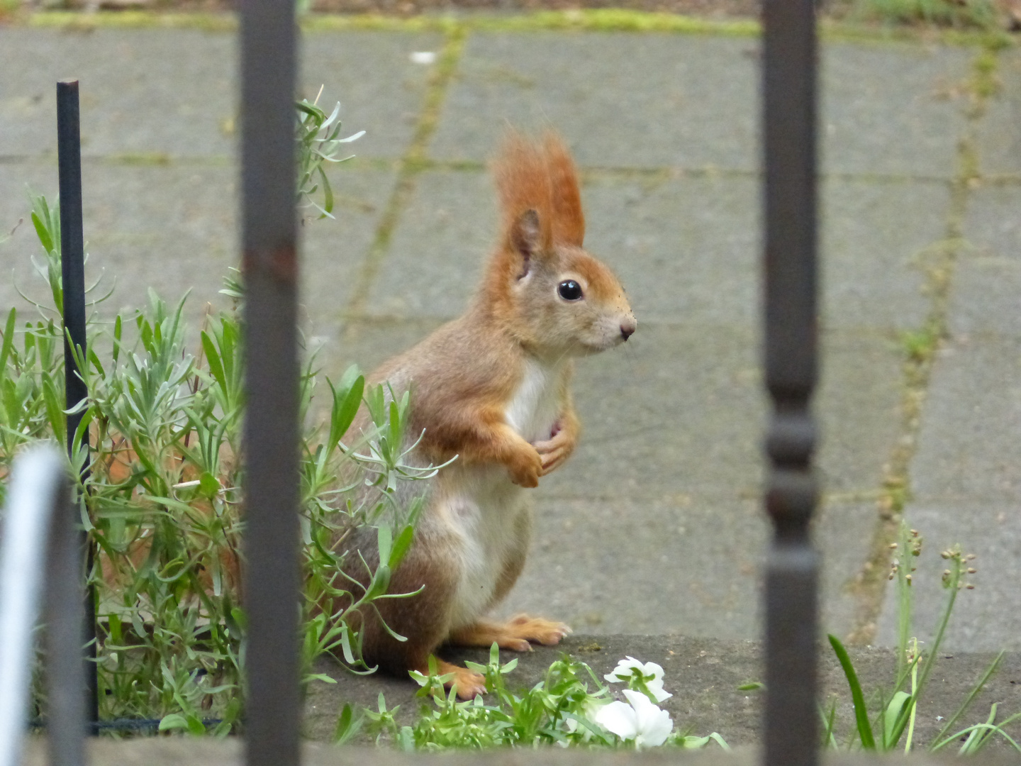 Eichhörnchen