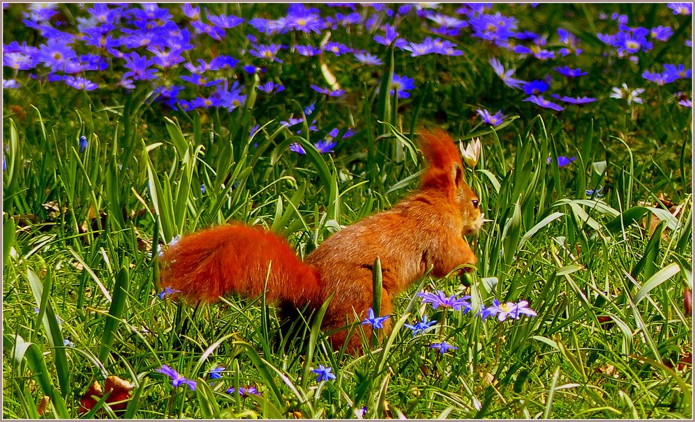 Eichhörnchen ...