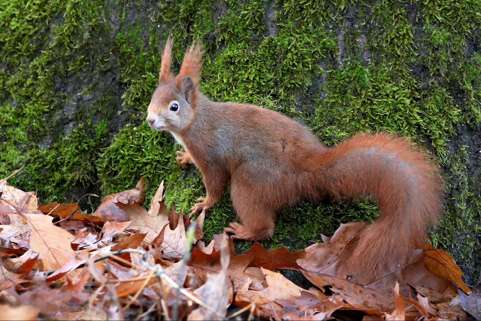 Eichhörnchen