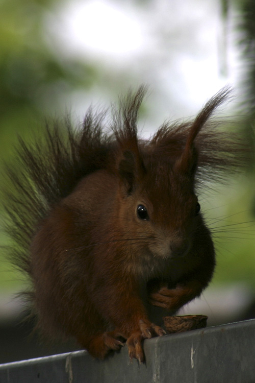 Eichhörnchen